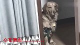 狗狗发现主人“移情别恋”，它趴在门口偷看，心都快碎了