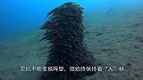 海底发现游走的一根“排骨”，场面十分怪异，这到底是何方神圣？