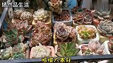 阳台窗台养多肉，哪些品种容易上色？放在一起对比一目了然