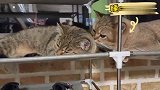 小猫们的亲密举动被我打扰了，看他这一脸嫌弃，白疼你了！