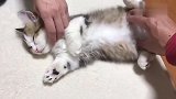 蠢萌的大脸猫：你撸猫就撸猫咯，翻来翻去是想干嘛