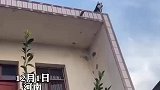屋外有人正在激烈争吵，狗子们站在屋顶认真吃瓜