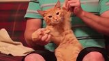 铲屎官带猫咪尬舞，橘猫：朕没有舞蹈细胞，赶紧放开我！