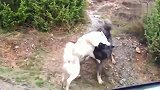 高加索与中华田园犬干架，中华田园犬一点不落下风