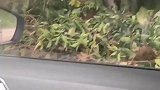 今天和老弟回老家！柚子长腿了往我车里跑，我真没动手！