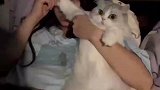 女子非要让猫咪陪她看恐怖片