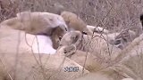 狼王和狼后配对成功！双双走进了小树林，狼群看到了全过程