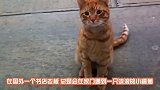 书店老板好心收留了一只流浪橘猫，没想到还是只“招财猫”