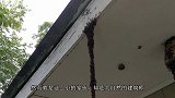 蚂蚁还能缝合伤口？非洲地区很常见，愈合后还会自动脱落