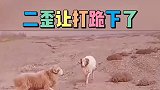 三羊开干啊，这回是二打一