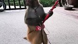 猴子拉二胡。