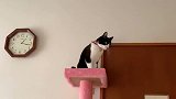 高高在上的奶牛猫，做出了让人意想不到的举动！