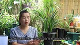 高温多雨养兰花，如何养好，听听我个人的建议