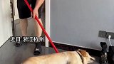 高温狗狗赖在地上，主人拖地全程摆烂