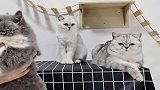 猫咪：我好像真的伤了她的心