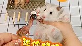 我给仓鼠做了迷你小烧烤