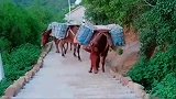 马，好聪明知道走Z路会轻松点，走直路重量会全压过来