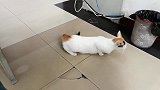 在悠扬歌声中，猫咪边卖萌边嬉戏，日子真是惬意极了！