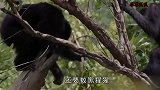 黑猩猩吸烟上瘾，每天至少一包烟，如果不给它就直接发狂