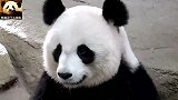 熊猫欢欢一动不动坐姿呆萌：123木头熊游戏，我可是高手