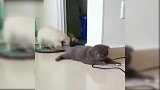 小狗咬住小猫的尾巴，不断地往后拖，真是太调皮了！