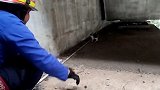 印尼消防员救被困天桥上的猫咪 用猫粮将其“哄骗”下来