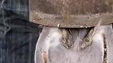 带你看三农，农村生活