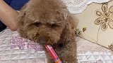主人把火腿肠放在沙发缝隙里，泰迪狗竟然这样抠沙发，太狠了