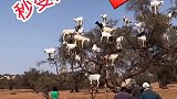 这羊竟然比豹爬树还厉害