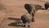 犀牛进入大象地盘，大象一言不合就开打，犀牛：象哥，饶命！