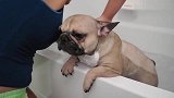 主人给斗牛犬狗狗洗澡，狗狗这乖顺的小模样好可爱啊