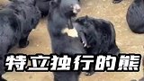 熊：我就是要特立独行！做一只不被定义的熊