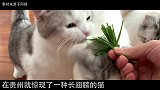 贵州发现神秘物种，天使猫真的存在专家：介于猫和蝙蝠之间