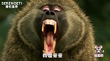 戏精动物开启鬼畜模式，鸵鸟跳恰恰太好笑了