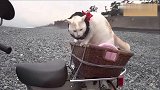 爷爷养大的猫，走哪儿都带着，简直被宠上了天!