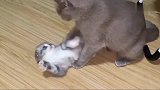 狸花猫：你妈想揍你没有理由