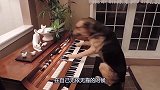 狗狗趁主人不在家，趴钢琴上边弹钢琴边唱歌，镜头记录全过程