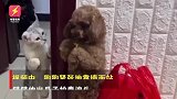 可爱！泰迪靠墙罚站被猫咪挥爪拍头“教育”，狗狗被吓得一动不动