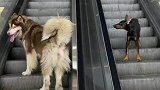 当你有两个特别倔的狗狗，上楼下楼都不走寻常路