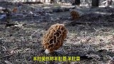 美国游客踏青采摘野生羊肚菌，一天采摘一筐价值过万！