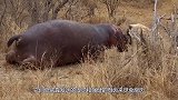 豹子咬住野猪咽喉，鬣狗趁机过来掏肛，画面太劲爆！