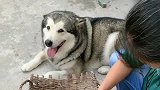 奶奶又给洛洛安排上了，这家伙满眼都是鸡，唯恐主人跟它抢