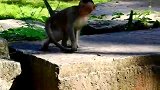小猴子想找到好吃的