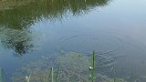 高村窑厂七星漂，钓鲫鱼