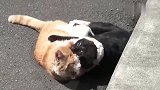 狸花猫：橘猫打不过还打，真是条好汉