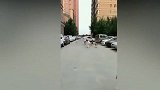 主人一次遛这么多狗,偏偏非要拴着主人，主人跑得好累啊