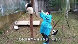 我是一只爱拍照的大熊猫，录像的，你别跑啊！