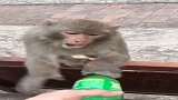 男子调戏猴哥，猴子抢了几次无果后，生气不要了！
