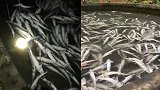 养殖场5条中华鲟全部死亡 养殖户：疑被投毒 预计损失18万元