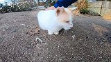 野外遇见一只颜值很高的流浪猫，想带回家卖钱却不敢